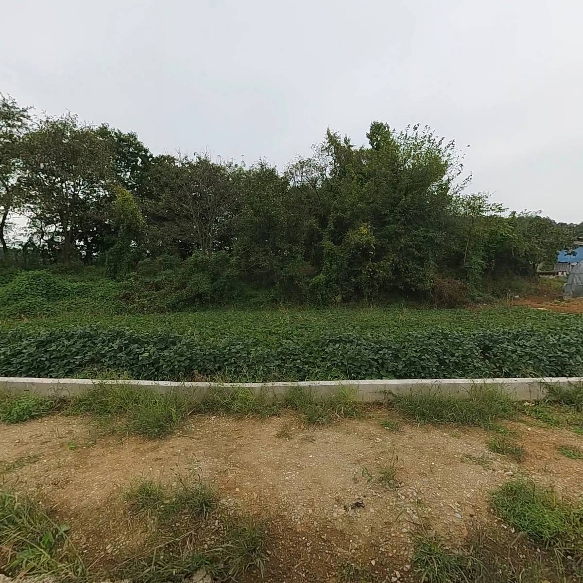 옥림순무작목반
