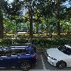 비숑_3