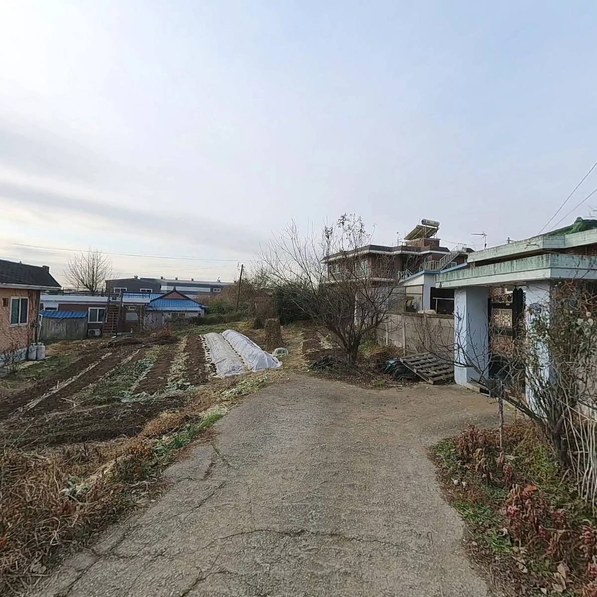 알로한